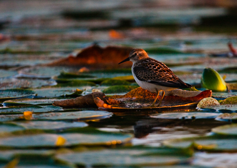 Least Sandpiper On Lily Pad